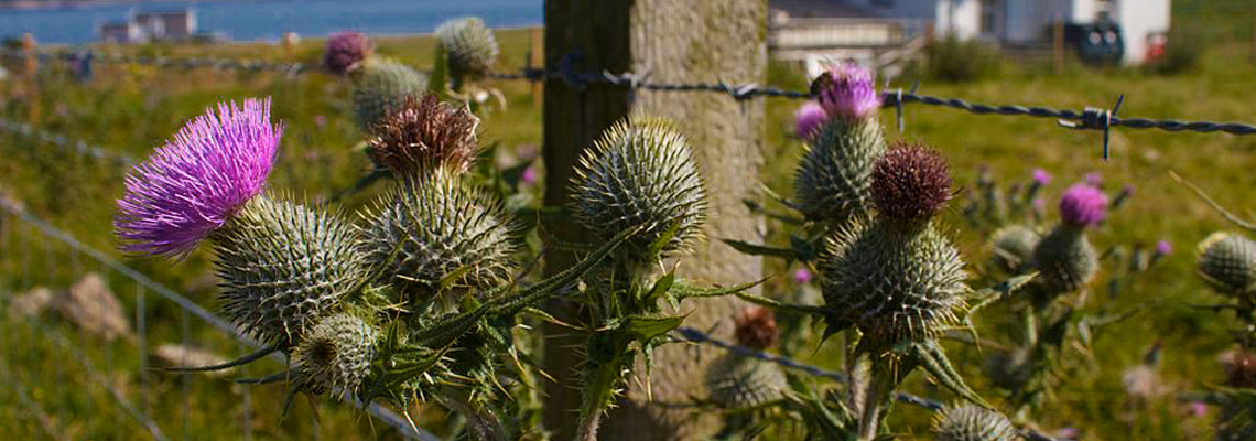 Scottish Thistle - The National Emblem of Scotland